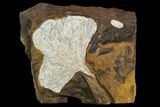 Fossil Ginkgo Leaf From North Dakota - Paleocene #130431-1